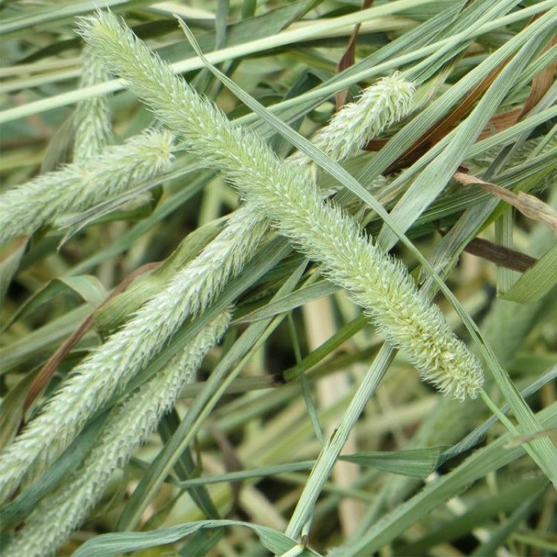 提摩西猫尾草种子进口草种适合鸡鸭鹅兔子豚鼠荷兰猪