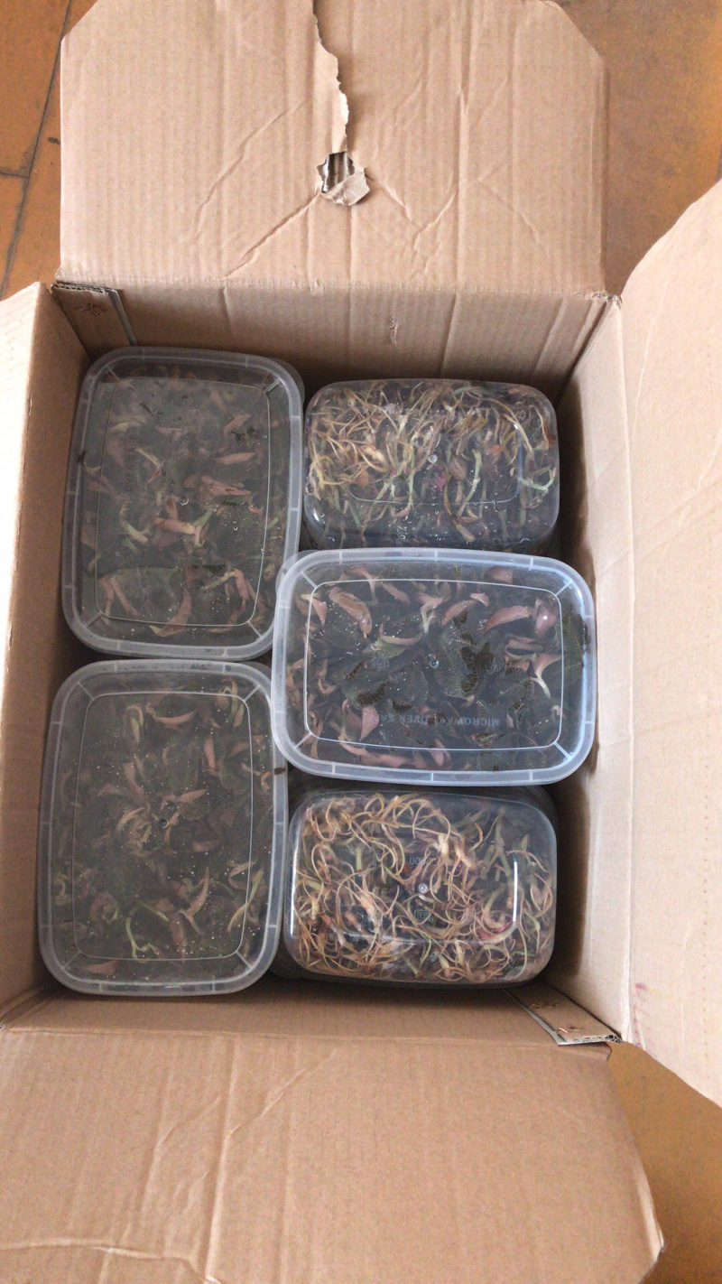 产地直供金线莲种植鲜品，一斤2盒有量有价，来电详谈谈