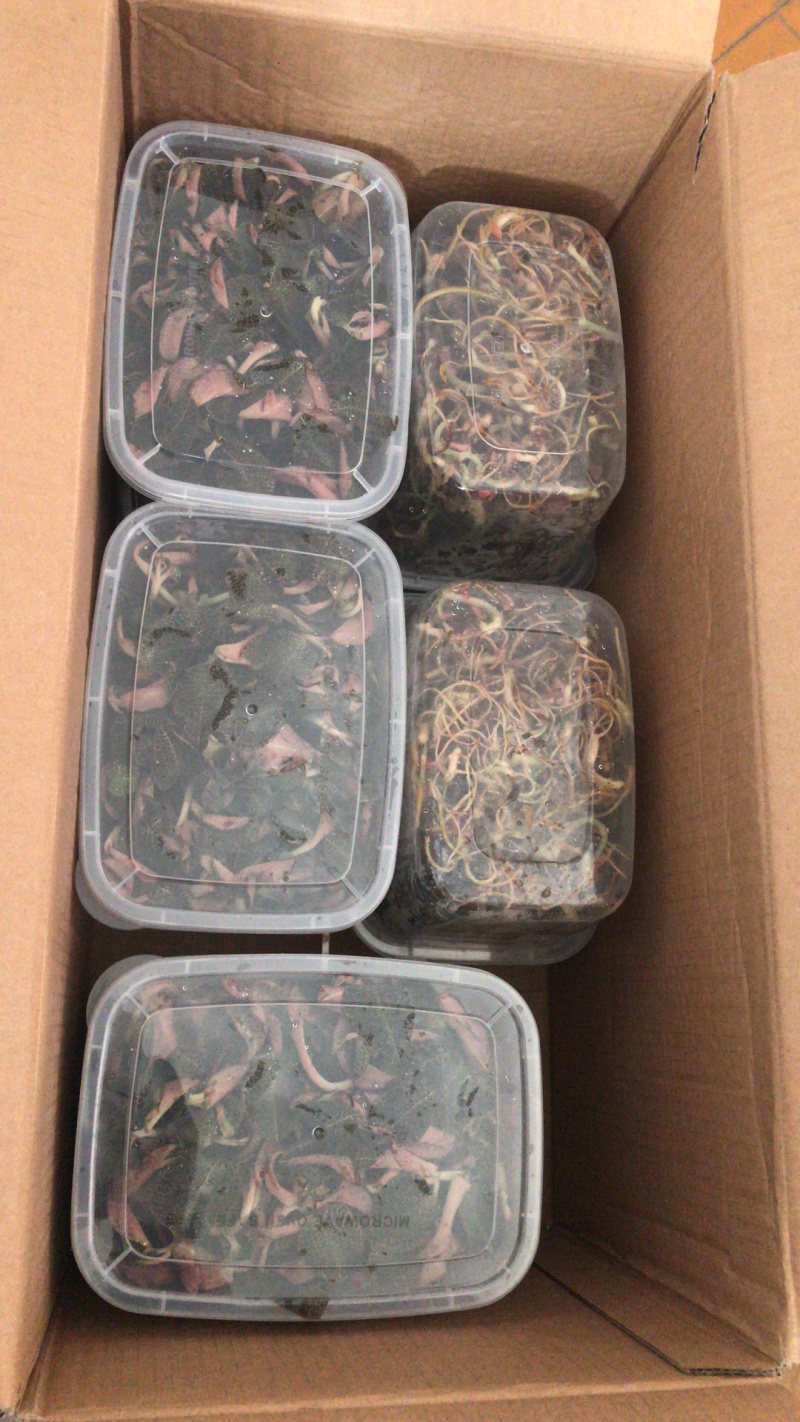 产地直供金线莲种植鲜品，一斤2盒有量有价，来电详谈谈