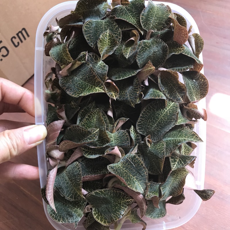 产地直供金线莲种植鲜品，一斤2盒有量有价，来电详谈谈