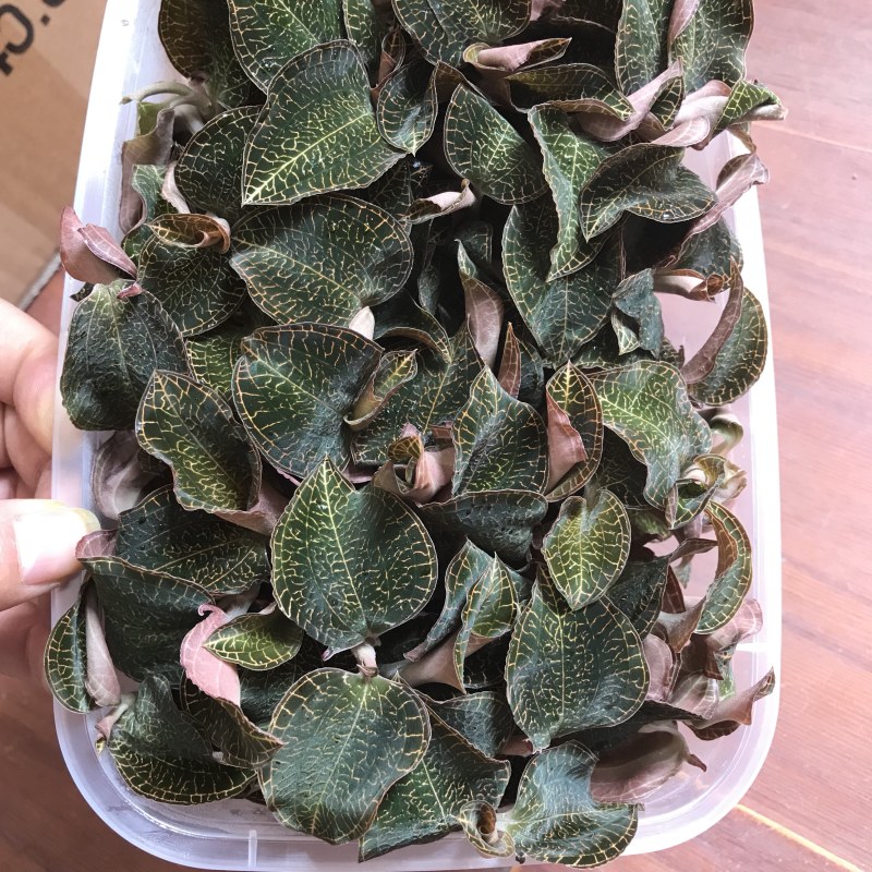 产地直供金线莲种植鲜品，一斤2盒有量有价，来电详谈谈