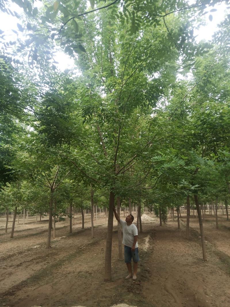 供应自家苗圃8～15青叶复叶槭照片质量保质保量