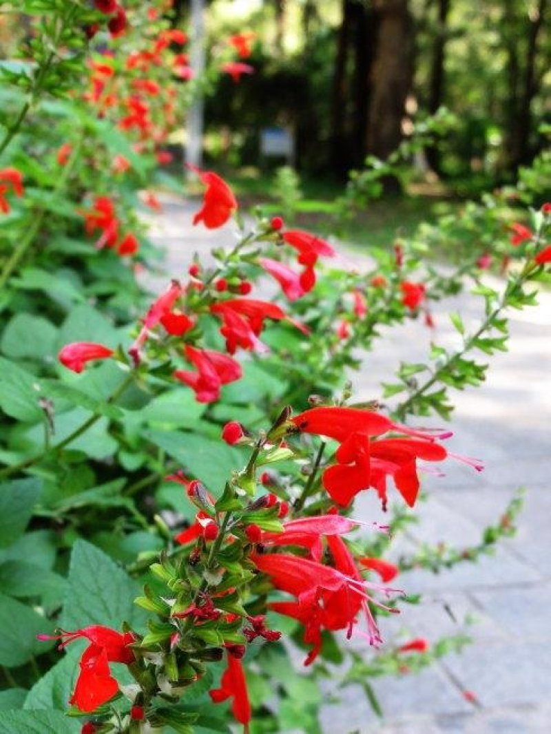 蓝花鼠尾草种子