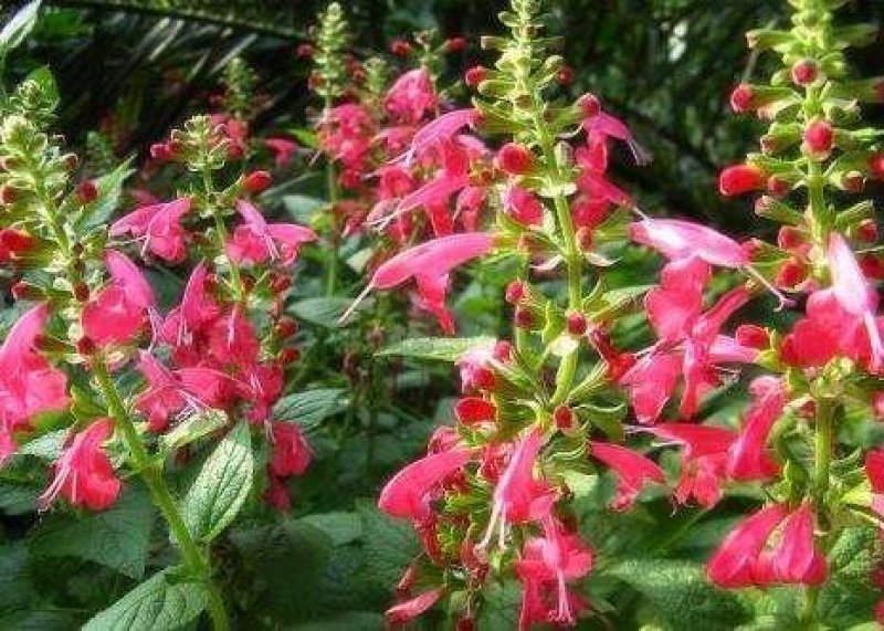 蓝花鼠尾草种子
