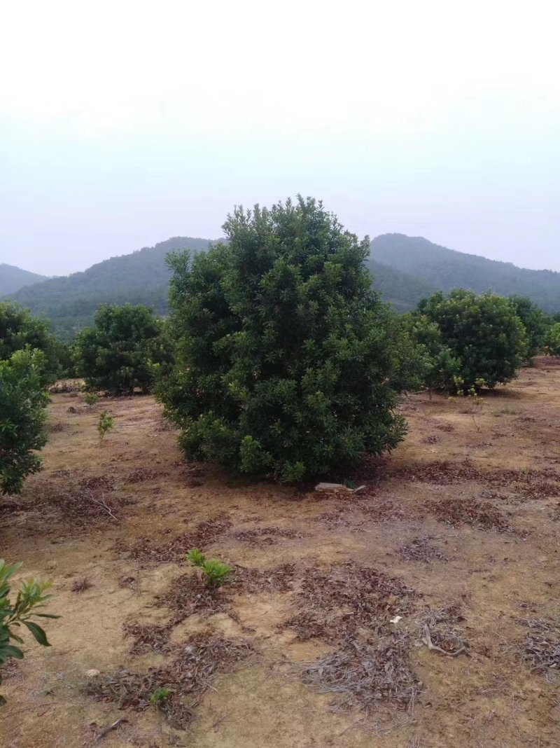 杨梅单杆丛生九江市柴桑区清风园林常年供应各种规格苗木