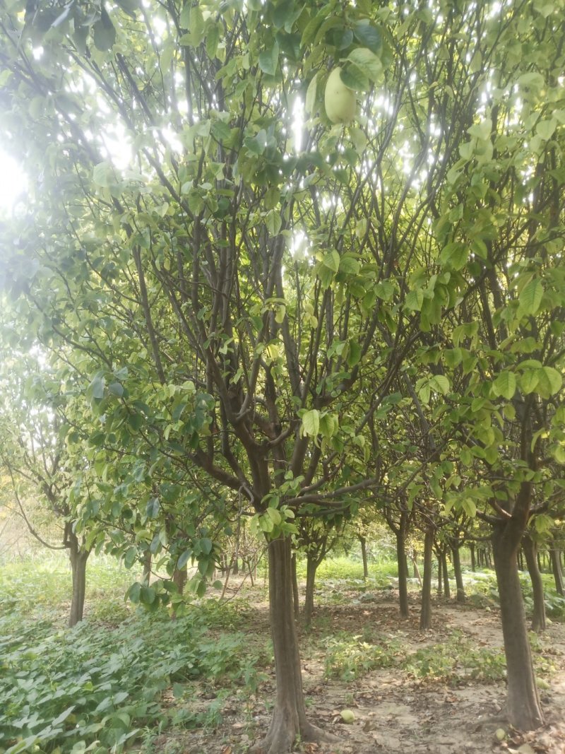 供应照片质量8～15公分木瓜海棠，质量优价格美