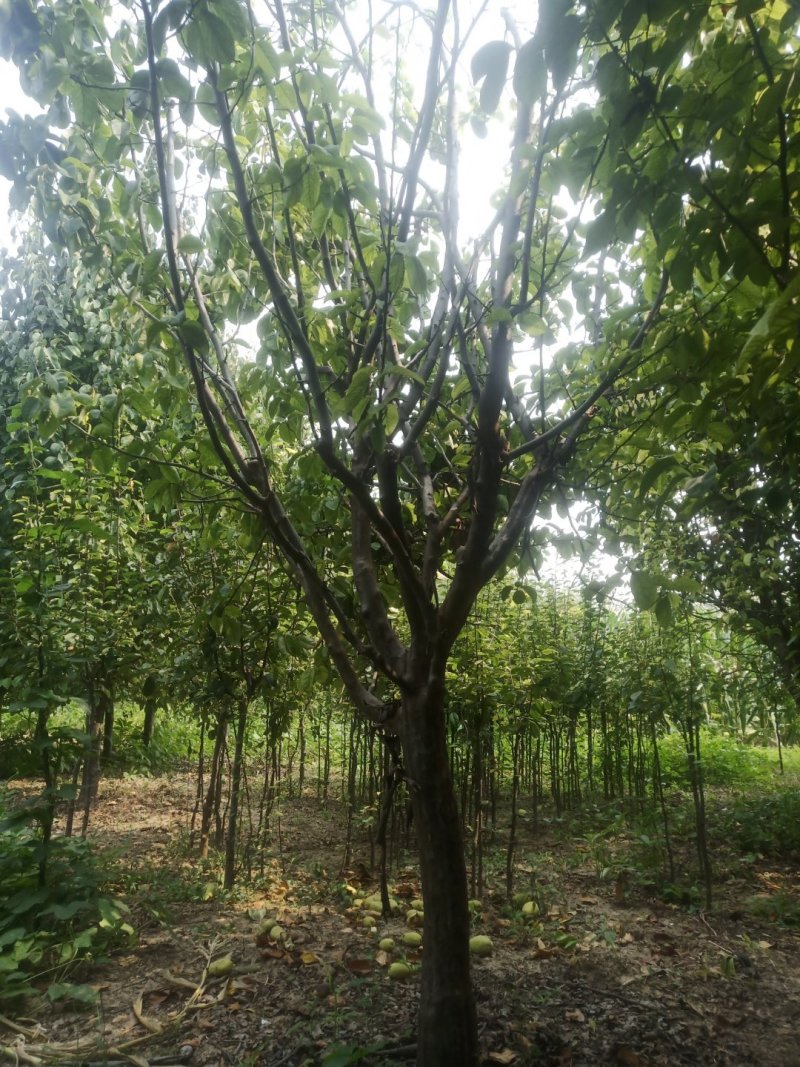 供应照片质量8～15公分木瓜海棠，质量优价格美