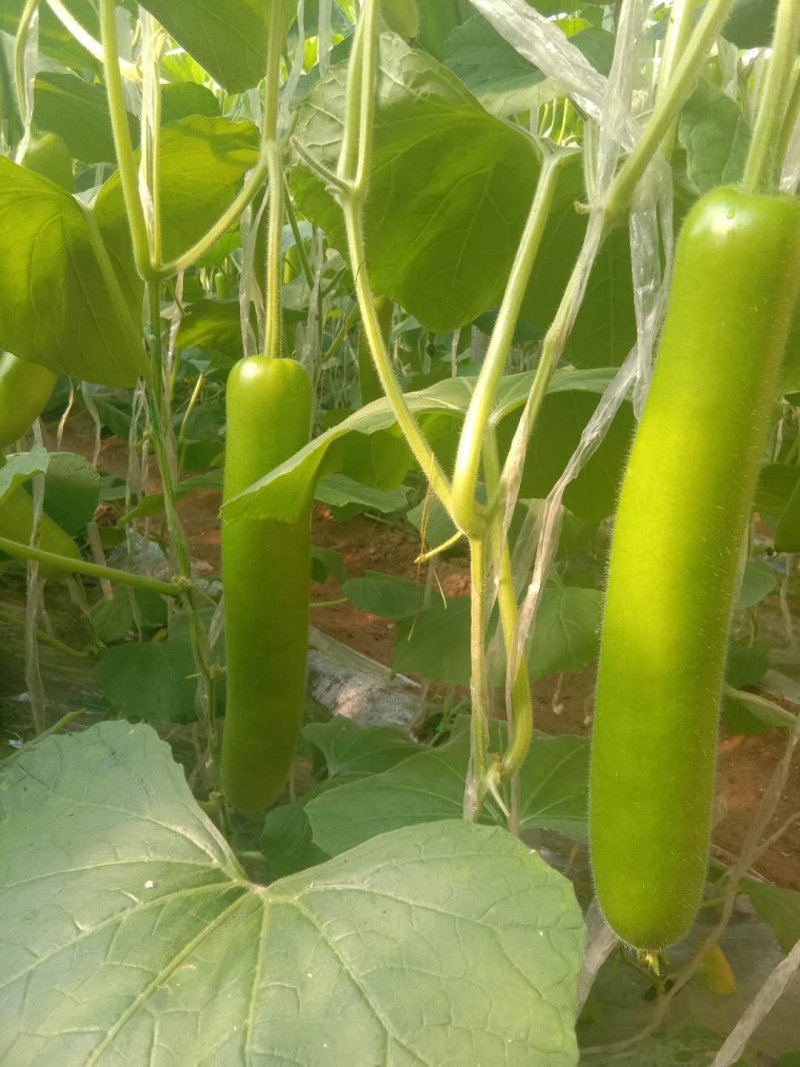新鲜瓠瓜/瓠子大量上市中