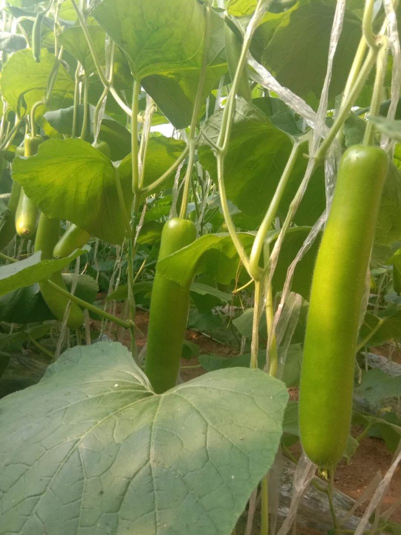 新鲜瓠瓜/瓠子大量上市中