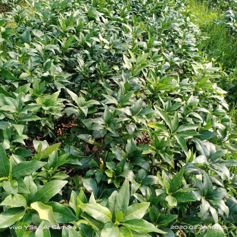 爱媛38号柑橘苗，爱媛46号柑橘苗可视频挖苗