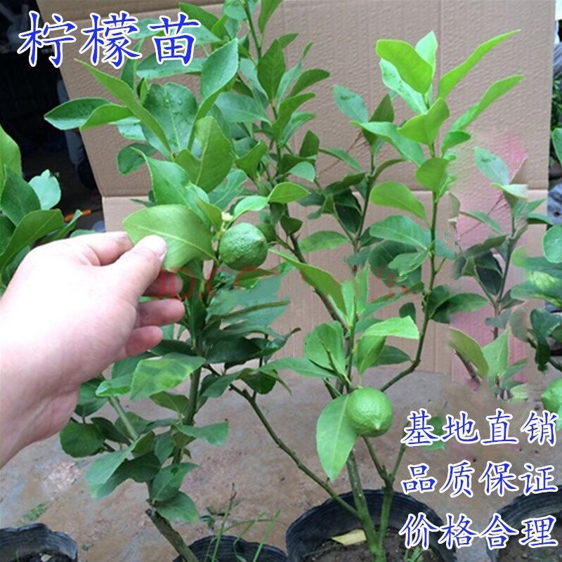 香水柠檬苗盆栽（香水柠檬黄柠檬