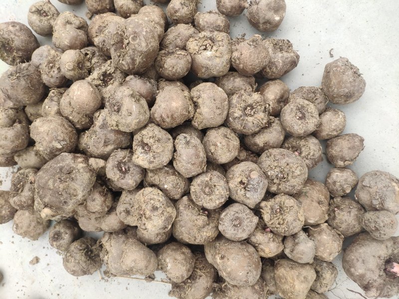 魔芋豆腐原材料，陕南魔芋种植基地魔芋种子。