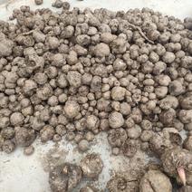 魔芋豆腐原材料，陕南魔芋种植基地魔芋种子。