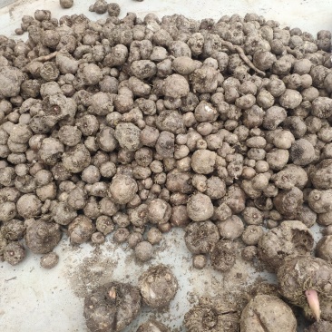 魔芋豆腐原材料，陕南魔芋种植基地魔芋种子。