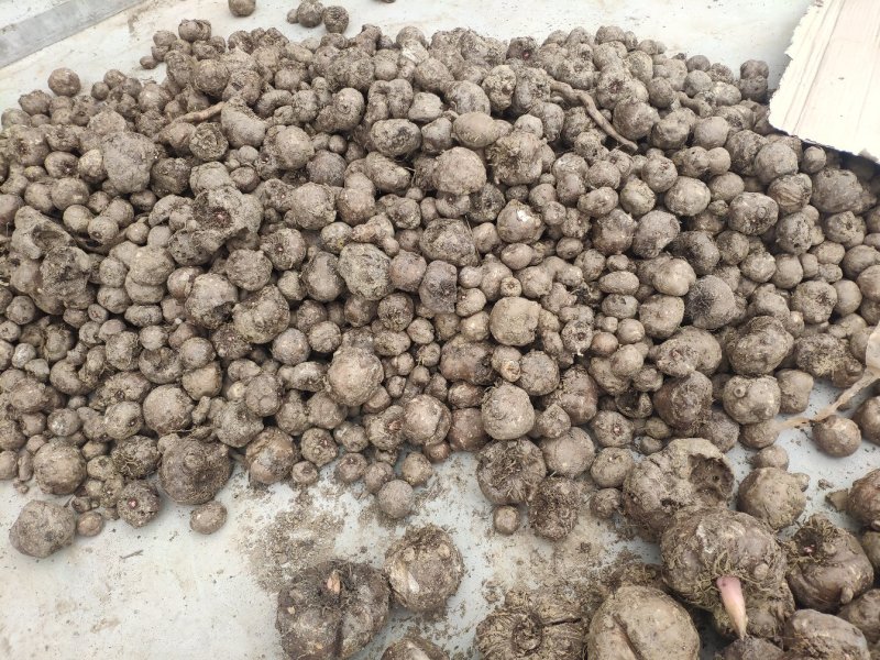 魔芋豆腐原材料，陕南魔芋种植基地魔芋种子。