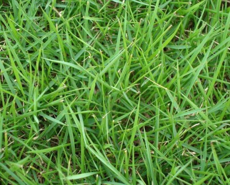 四季青草坪籽种庭院公园广场草坪草皮耐寒耐旱耐踩型