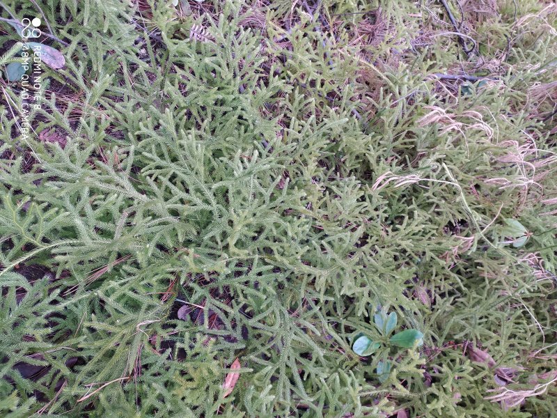 贵州毕节古夜郎大地野生伸筋草铺地蜈蚣