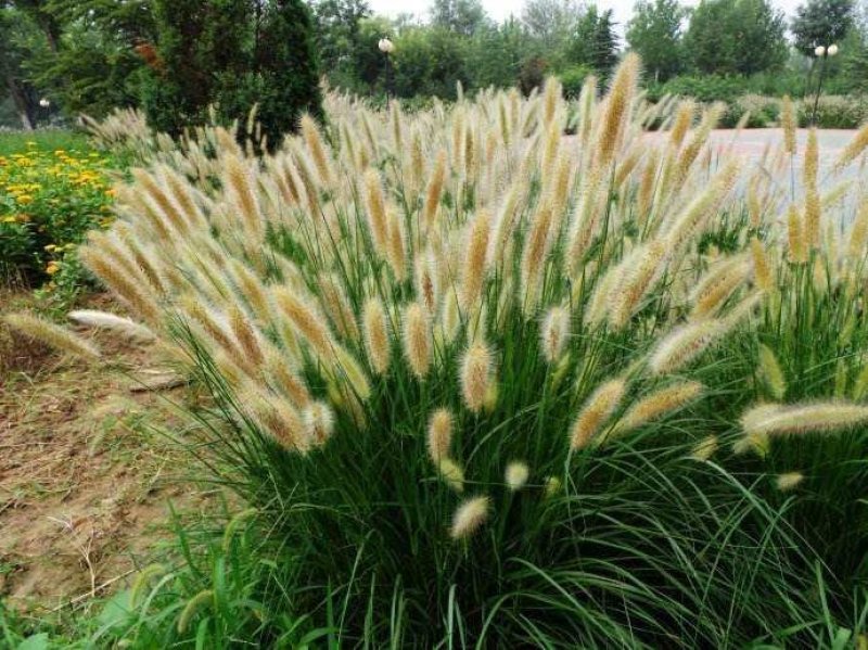 狼尾草种子牧草观赏药用型优质现货供应