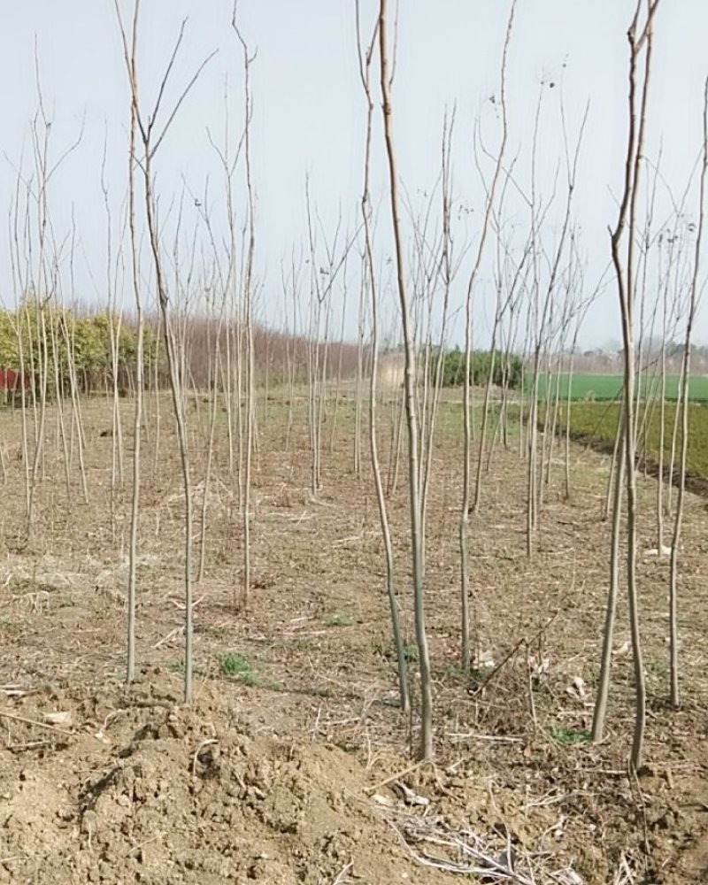 栾树树型好定杆苗木树型分枝点不同南北栾树种齐全