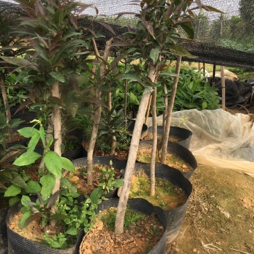 特有花番石榴苗老品种小果