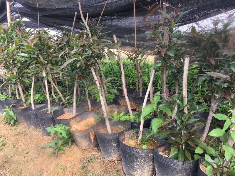 特有花番石榴苗老品种小果