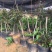 特有花番石榴苗老品种小果