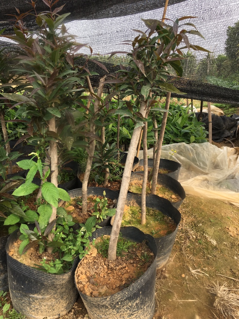 特有花番石榴苗老品种小果