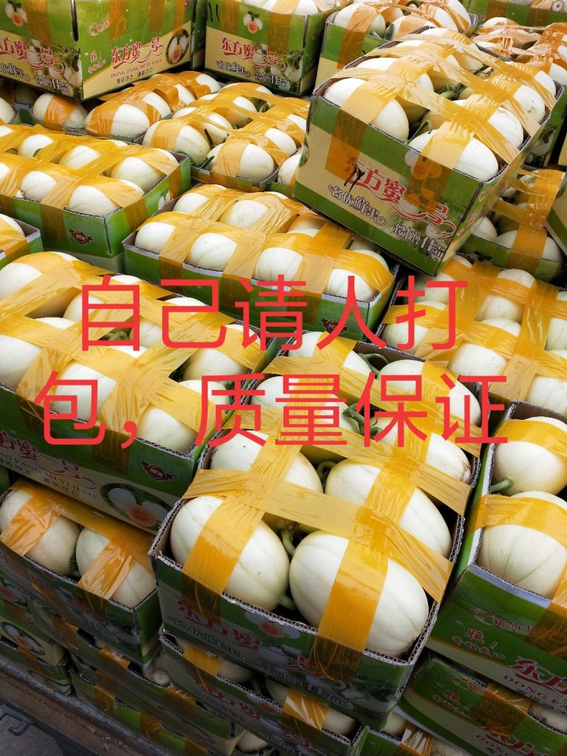 精品东方蜜1号甜瓜现摘现发新鲜采摘量大从优一条龙