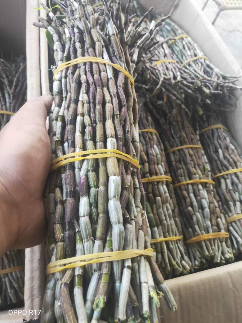 批发供应，新鲜铁皮石斛