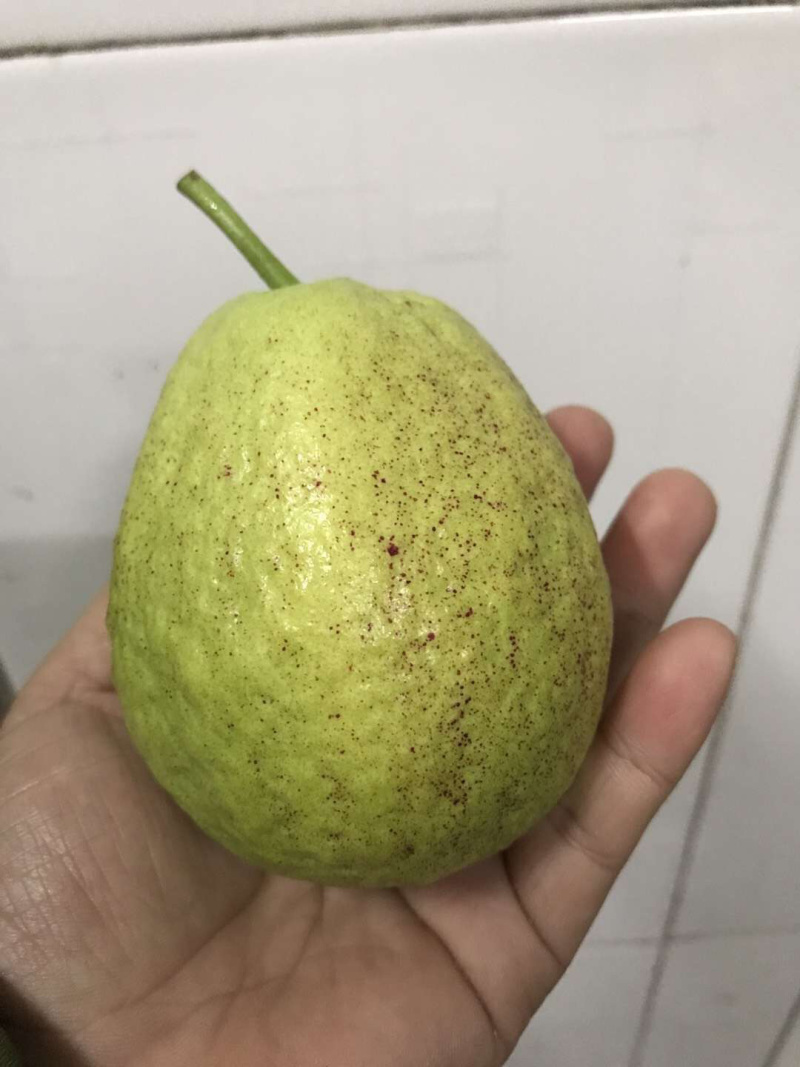 特有花番石榴苗老品种小果