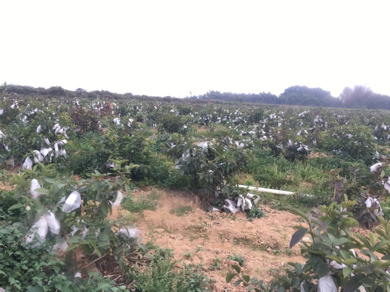 特有花番石榴苗老品种小果