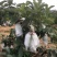 特有花番石榴苗老品种小果