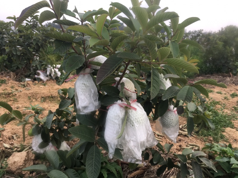 特有花番石榴苗老品种小果