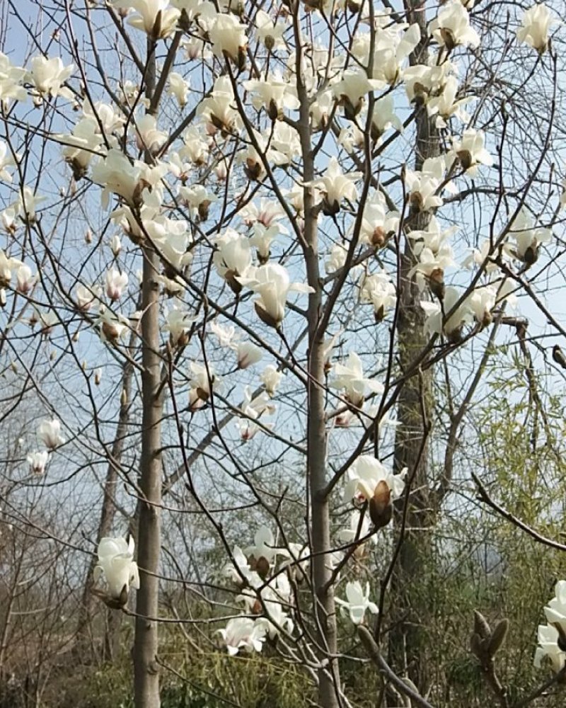 玉兰规格齐全花紫玉兰黄玉兰白玉兰二乔玉兰