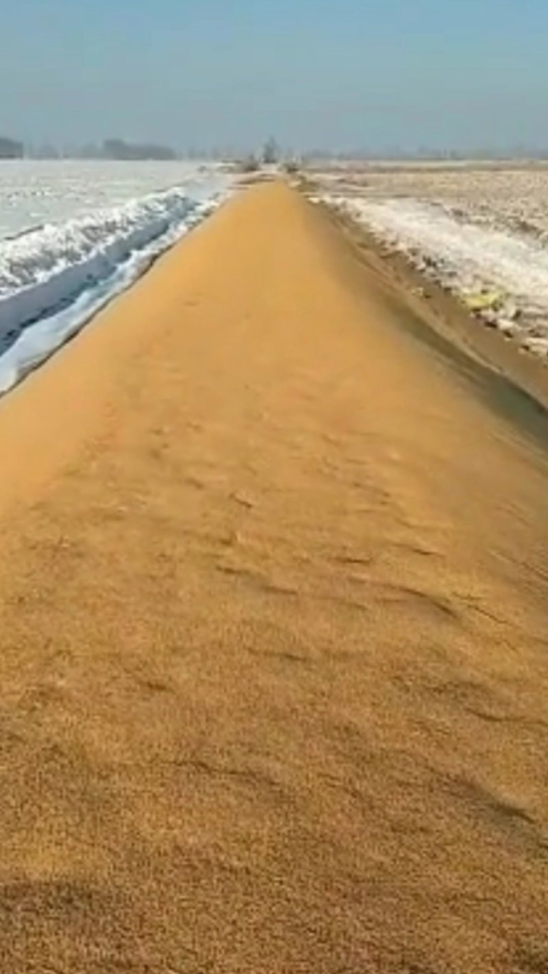 东北稻谷，珍珠稻谷江水灌溉，湿地生长乌苏里江畔