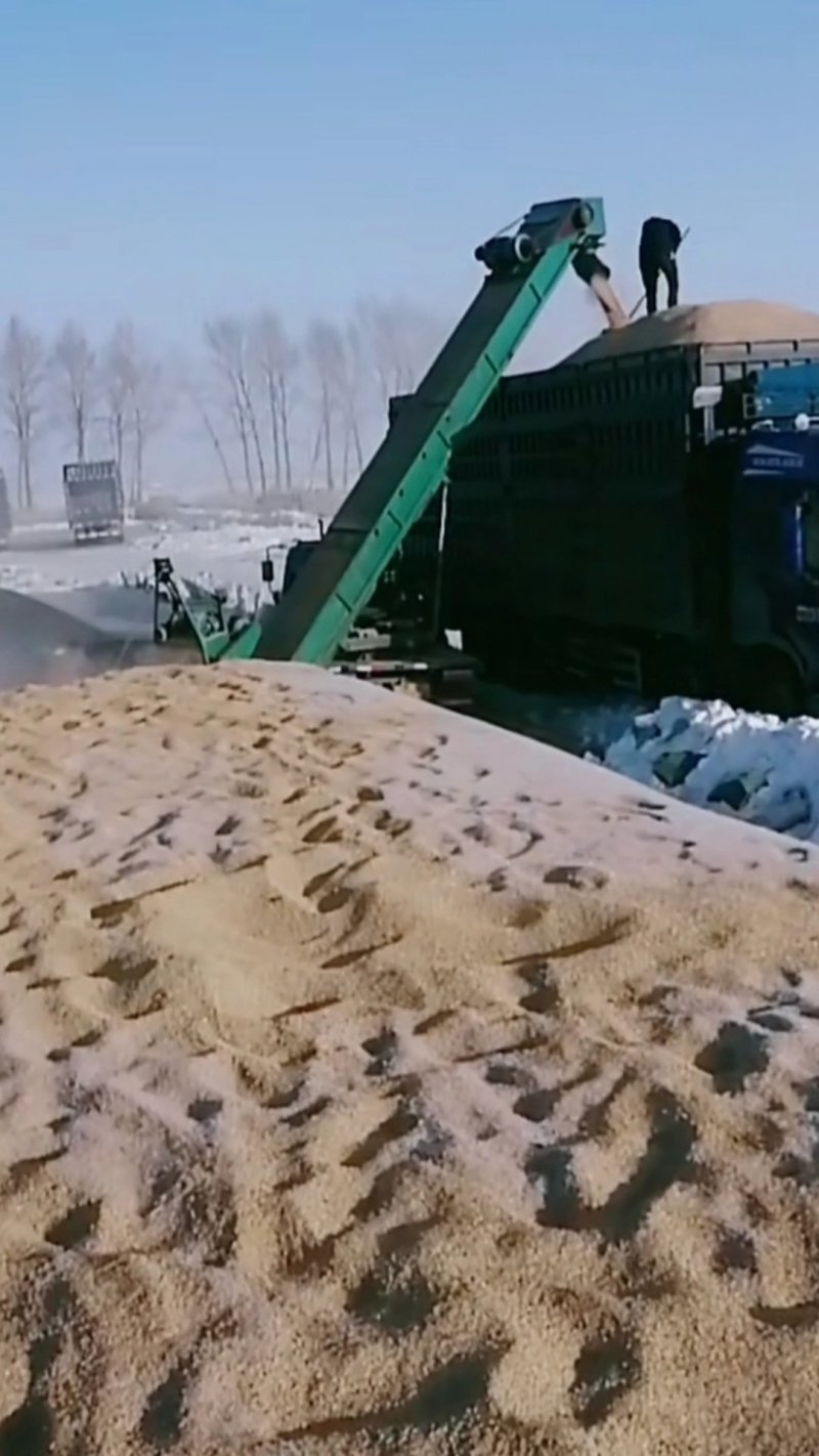 东北稻谷，珍珠稻谷江水灌溉，湿地生长乌苏里江畔