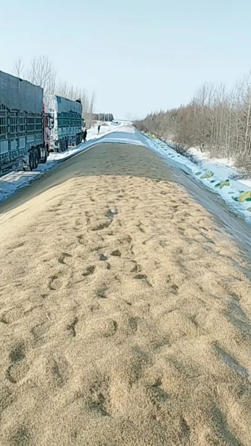 东北稻谷，珍珠稻谷江水灌溉，湿地生长乌苏里江畔