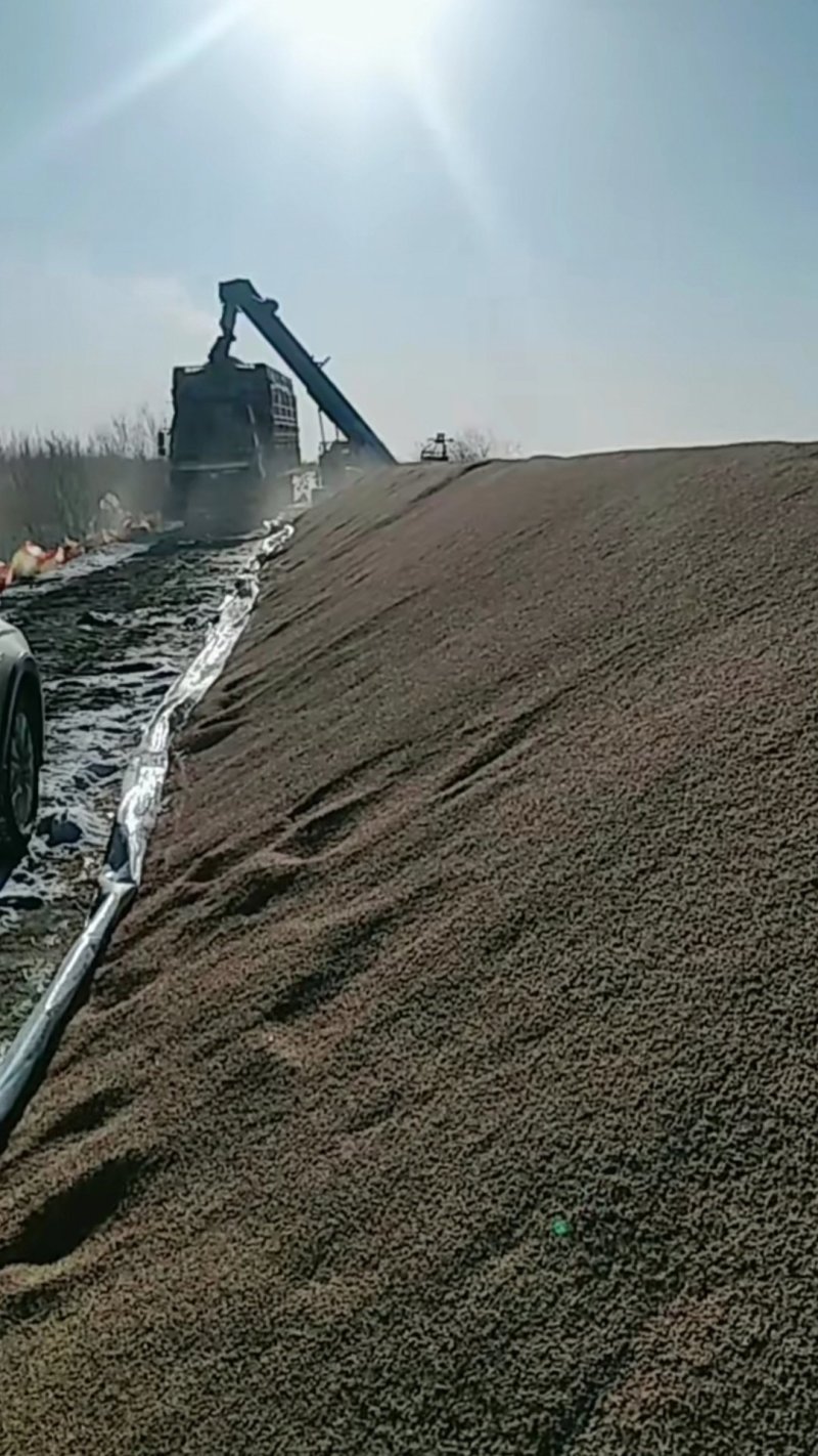 东北稻谷，珍珠稻谷江水灌溉，湿地生长乌苏里江畔