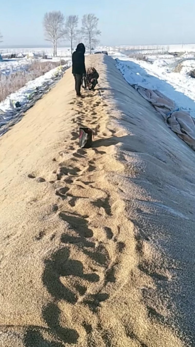 东北稻谷，珍珠稻谷江水灌溉，湿地生长乌苏里江畔