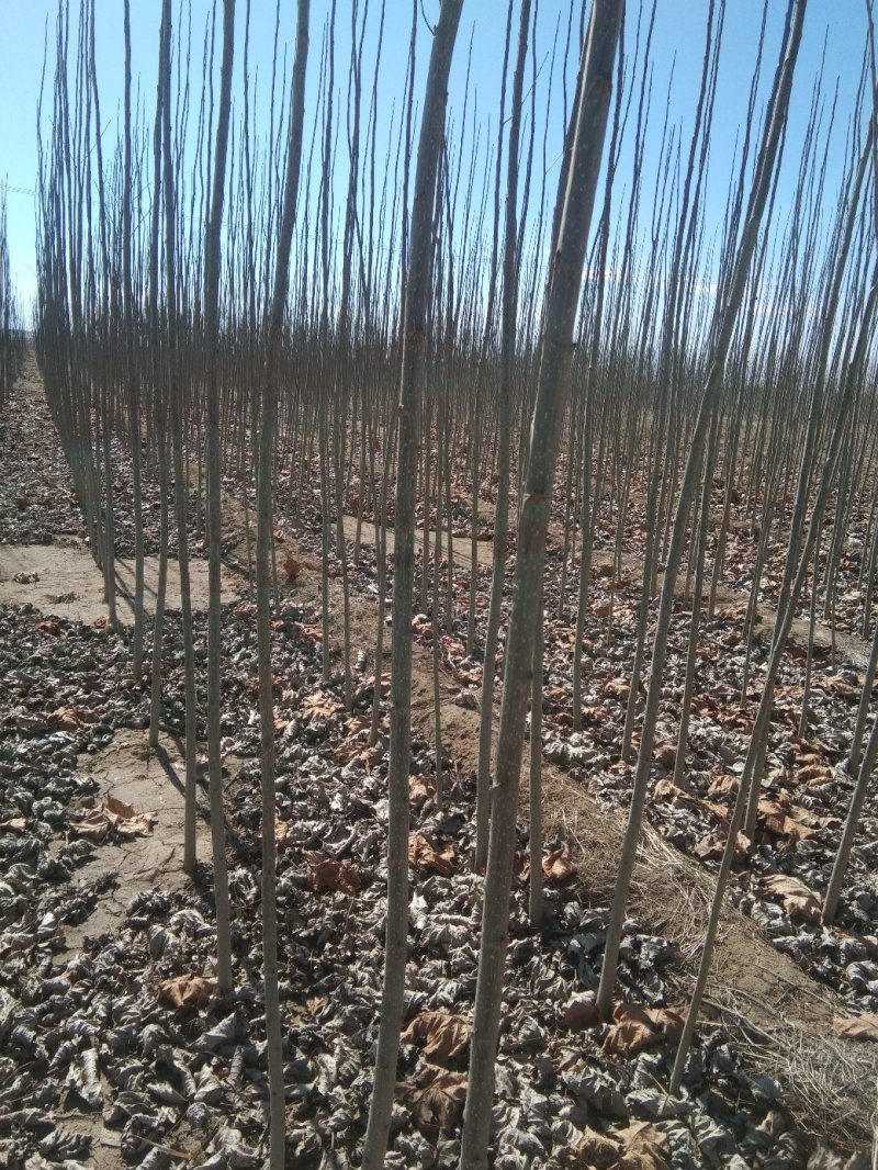 107速生杨量大，无虫害树行美观