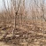 红叶碧桃绿化树农村绿化绿水青山就是金山银山
