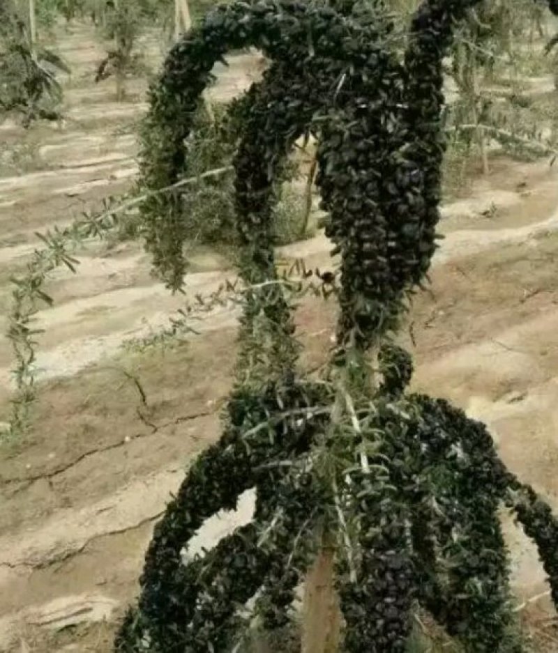 黑枸杞盆栽大树产地直销，适合南北方种植。