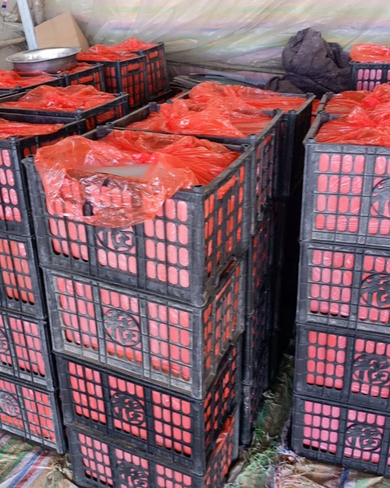 硬粉西红柿已大量上市