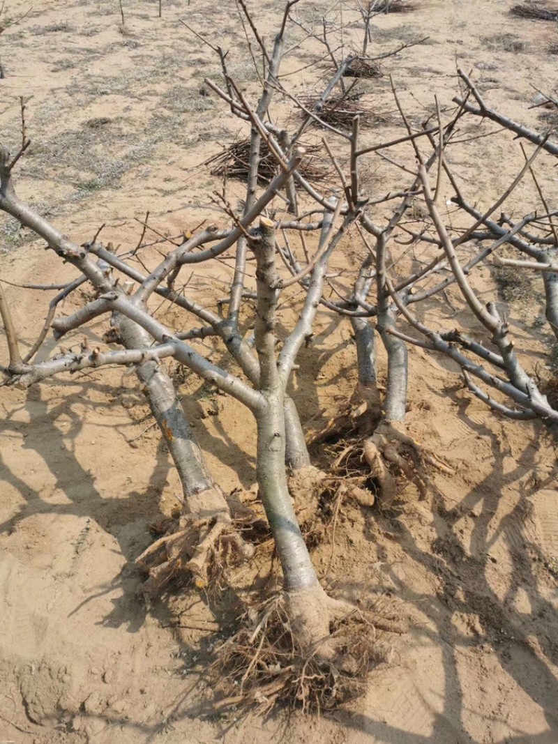 桃树