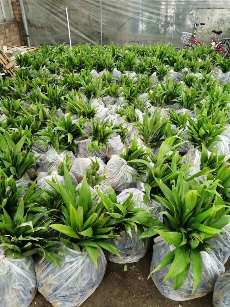 基地直销假槟榔袋苗园林绿化苗木棕榈科植物