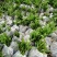 基地直销假槟榔袋苗园林绿化苗木棕榈科植物