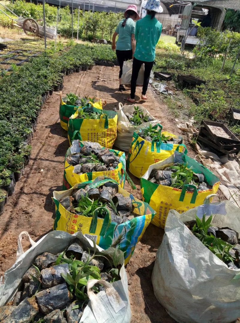 基地直销假槟榔袋苗园林绿化苗木棕榈科植物