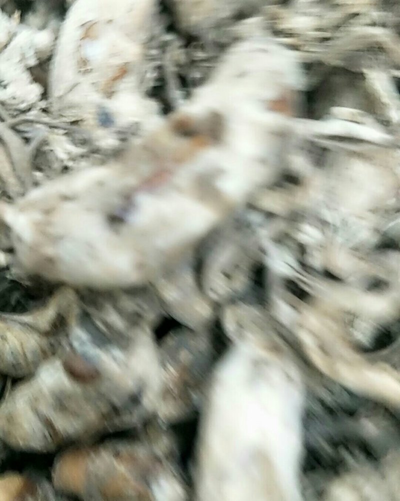 金蝉花，常年批发供应冷背中药材，金蝉花