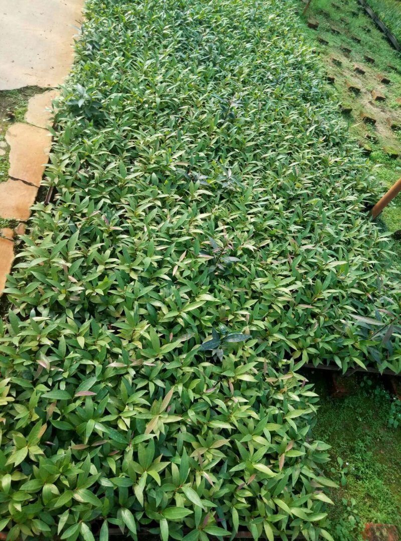 基地直销水蒲桃苗园林绿化苗木四季常青观赏性