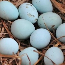 绿壳鸡蛋30、50枚包邮